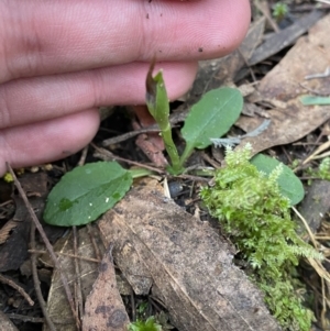 Pterostylis pedunculata at Paddys River, ACT - 13 Aug 2023