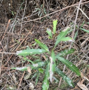 Lomatia myricoides at Paddys River, ACT - 13 Aug 2023