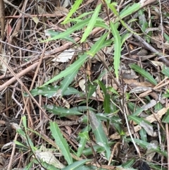 Lomatia myricoides at Paddys River, ACT - 13 Aug 2023