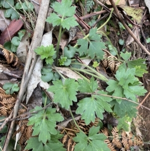 Ranunculus lappaceus at Paddys River, ACT - 13 Aug 2023 10:34 AM