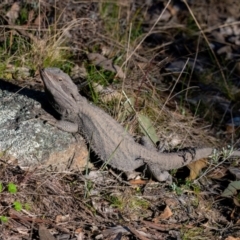 Pogona barbata (Eastern Bearded Dragon) at Conder, ACT - 20 Aug 2023 by Ouzodog