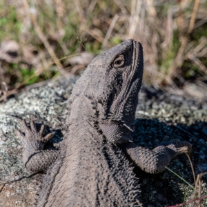 Pogona barbata at Conder, ACT - 20 Aug 2023