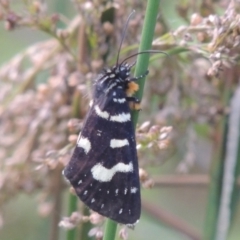 Phalaenoides tristifica (Willow-herb Day-moth) at Tuggeranong, ACT - 25 Feb 2023 by michaelb