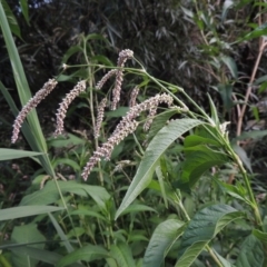 Persicaria lapathifolia (Pale Knotweed) at Tuggeranong, ACT - 25 Feb 2023 by MichaelBedingfield