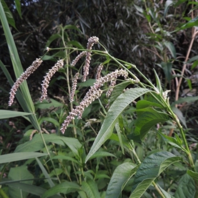 Persicaria lapathifolia (Pale Knotweed) at Tuggeranong, ACT - 25 Feb 2023 by michaelb