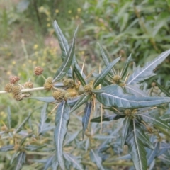 Xanthium spinosum (Bathurst Burr) at Tuggeranong, ACT - 25 Feb 2023 by michaelb