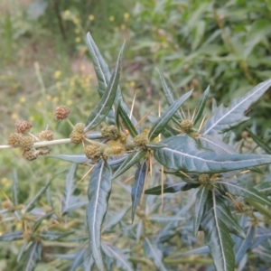 Xanthium spinosum at Tuggeranong, ACT - 25 Feb 2023