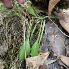 Plantago debilis (Shade Plantain) at Paddys River, ACT - 13 Aug 2023 by Tapirlord