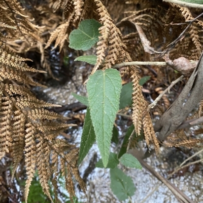 Gynatrix pulchella (Hemp Bush) at Paddys River, ACT - 13 Aug 2023 by Tapirlord