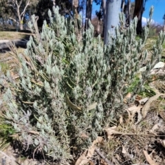 Lavandula stoechas (Spanish Lavender or Topped Lavender) at Lyneham, ACT - 21 Aug 2023 by trevorpreston