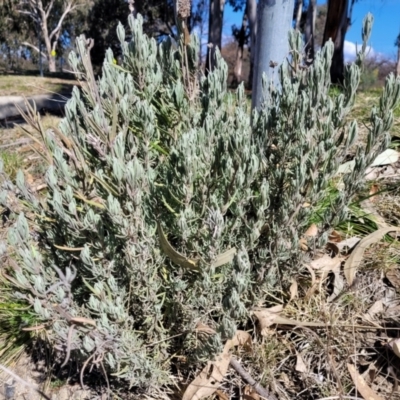 Lavandula stoechas (Spanish Lavender or Topped Lavender) at Lyneham, ACT - 21 Aug 2023 by trevorpreston