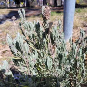 Lavandula stoechas at Lyneham, ACT - 21 Aug 2023