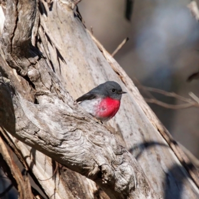 Petroica rosea (Rose Robin) at Majura, ACT - 20 Aug 2023 by roman_soroka