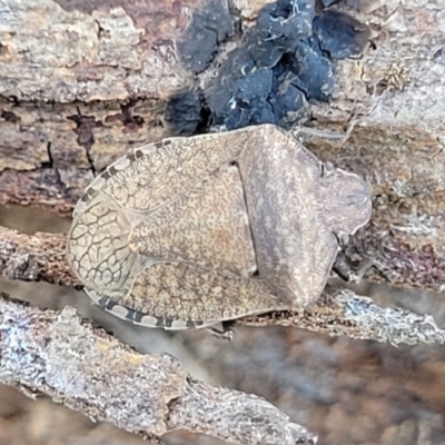 Dictyotus conspicuus (A shield or stink bug) at Lyneham, ACT - 21 Aug 2023 by trevorpreston