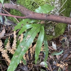 Microsorum pustulatum subsp. pustulatum (Kangaroo Fern) at Tidbinbilla Nature Reserve - 13 Aug 2023 by Tapirlord