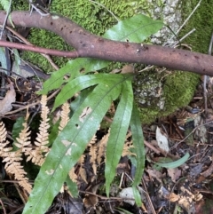 Microsorum pustulatum subsp. pustulatum at Paddys River, ACT - 13 Aug 2023