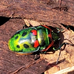 Scutiphora pedicellata (Metallic Jewel Bug) at Lyneham, ACT - 21 Aug 2023 by trevorpreston