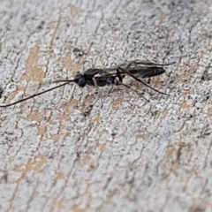 Ichneumonoidea (Superfamily) (A species of parasitic wasp) at Lyneham, ACT - 21 Aug 2023 by trevorpreston