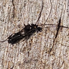 Ichneumonoidea (Superfamily) at Lyneham, ACT - 21 Aug 2023 12:57 PM