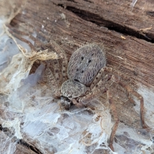 Isopedella sp. (genus) at Lyneham, ACT - 21 Aug 2023