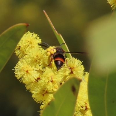 Eumeninae (subfamily) (Unidentified Potter wasp) at Theodore, ACT - 21 Aug 2023 by owenh