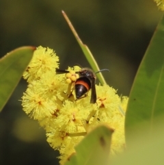 Eumeninae (subfamily) at Theodore, ACT - 21 Aug 2023 12:29 PM