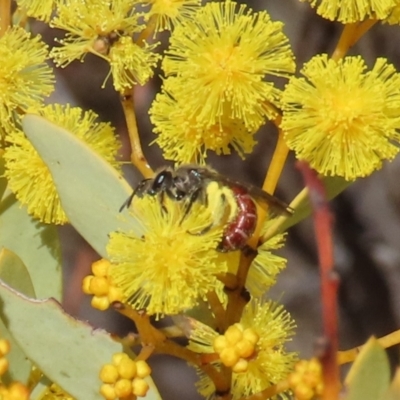 Lasioglossum (Parasphecodes) sp. (genus & subgenus) (Halictid bee) at Theodore, ACT - 21 Aug 2023 by owenh