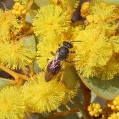 Lasioglossum (Parasphecodes) sp. (genus & subgenus) at Theodore, ACT - 21 Aug 2023