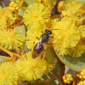 Lasioglossum (Parasphecodes) sp. (genus & subgenus) at Theodore, ACT - 21 Aug 2023