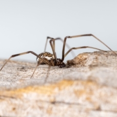 Latrodectus hasselti (Redback Spider) at Jerrabomberra, NSW - 21 Aug 2023 by MarkT