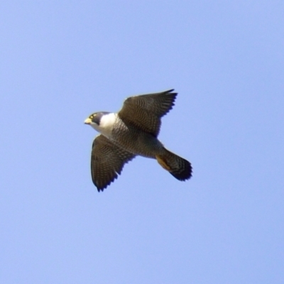 Falco peregrinus (Peregrine Falcon) at Strathnairn, ACT - 21 Aug 2023 by Thurstan