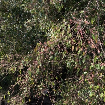 Unidentified Other Tree at Indooroopilly, QLD - 20 Aug 2023 by UserKC
