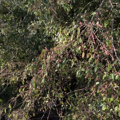 Unverified Other Tree at Indooroopilly, QLD - 20 Aug 2023 by UserKFowGPdG