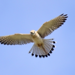 Falco cenchroides at Strathnairn, ACT - 21 Aug 2023