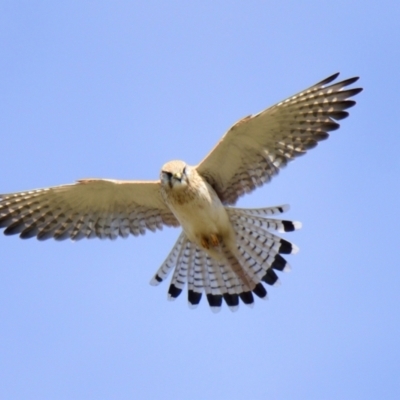 Falco cenchroides (Nankeen Kestrel) at Strathnairn, ACT - 21 Aug 2023 by Thurstan