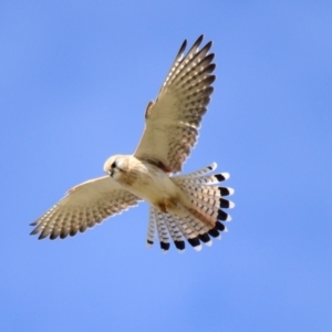 Falco cenchroides at Strathnairn, ACT - 21 Aug 2023