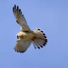 Falco cenchroides at Strathnairn, ACT - 21 Aug 2023