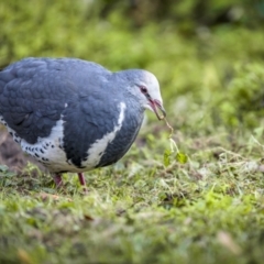 Leucosarcia melanoleuca (Wonga Pigeon) at Green Cape, NSW - 3 Aug 2023 by trevsci