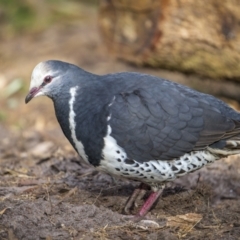 Leucosarcia melanoleuca at Green Cape, NSW - 4 Aug 2023 08:51 AM