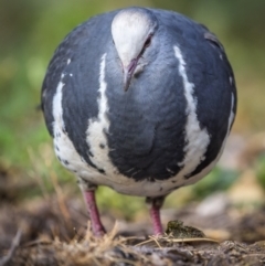 Leucosarcia melanoleuca at Green Cape, NSW - 4 Aug 2023 08:51 AM