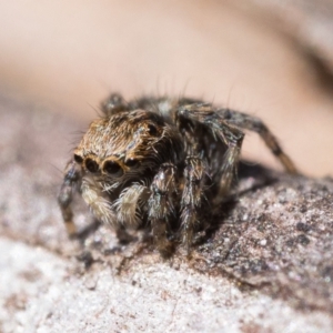 Maratus sp. (genus) at Stromlo, ACT - 20 Aug 2023