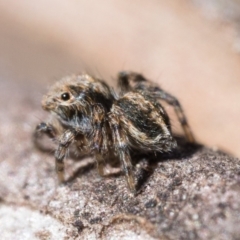 Maratus sp. (genus) at Stromlo, ACT - 20 Aug 2023 10:00 AM