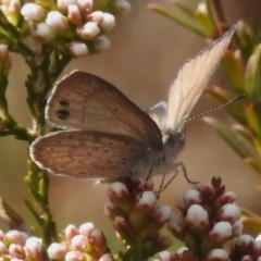 Erina hyacinthina (Varied Dusky-blue) at Rendezvous Creek, ACT - 21 Aug 2023 by JohnBundock