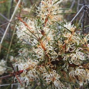 Hakea decurrens subsp. decurrens at Rendezvous Creek, ACT - 21 Aug 2023