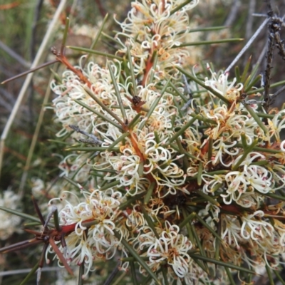 Hakea decurrens subsp. decurrens (Bushy Needlewood) at Namadgi National Park - 21 Aug 2023 by JohnBundock