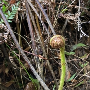 Cyathea australis subsp. australis at Cotter River, ACT - suppressed