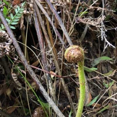 Cyathea australis subsp. australis (Rough Tree Fern) at Lower Cotter Catchment - 18 Aug 2023 by NickiTaws