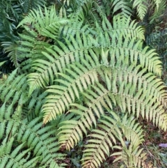 Cyathea australis subsp. australis at Cotter River, ACT - suppressed