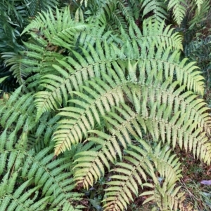 Cyathea australis subsp. australis at Cotter River, ACT - 19 Aug 2023