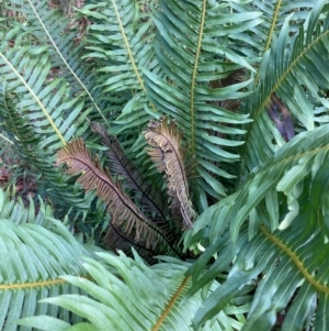 Blechnum nudum at Cotter River, ACT - 19 Aug 2023